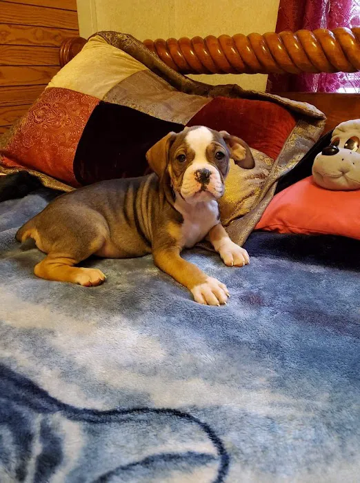 BowWow Babies Picture 6
