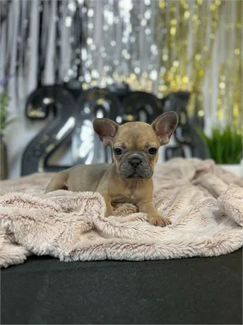 BowWow Babies Picture 3
