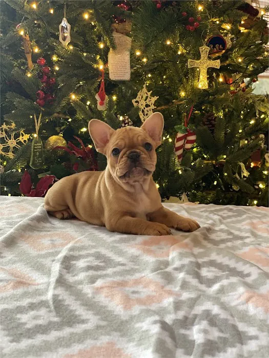 BowWow Babies Picture 5