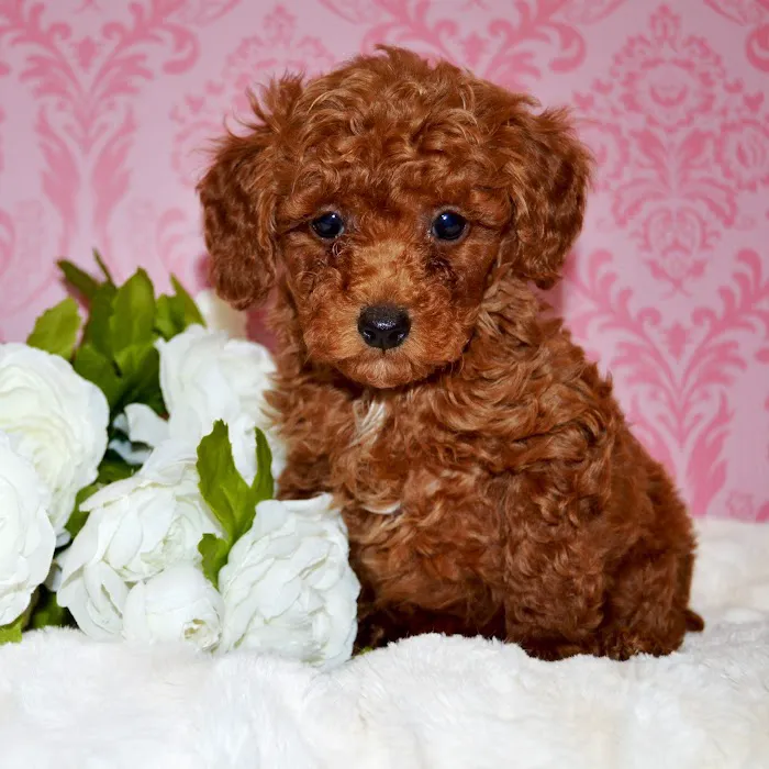 BowWow Babies Picture 9