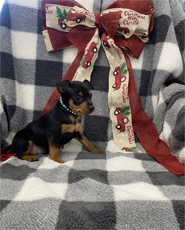 BowWow Babies Picture 8