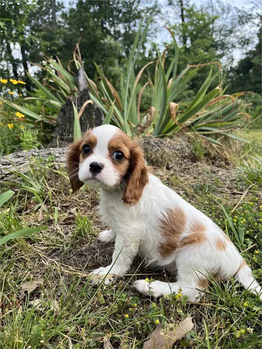 BowWow Babies Picture 10