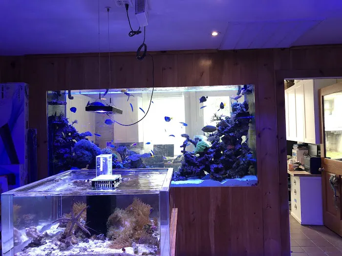 House of Fins Picture 5