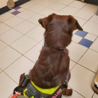 VCA Gwynedd Animal Hospital ico