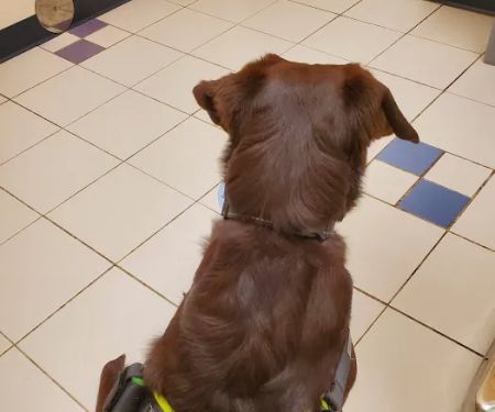 VCA Gwynedd Animal Hospital