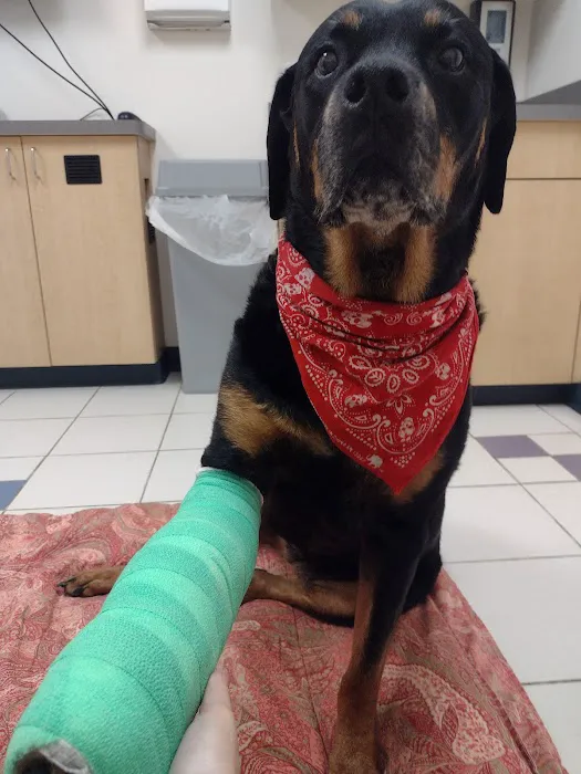 VCA Gwynedd Animal Hospital Picture 6
