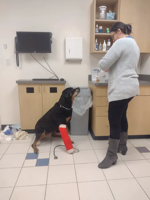 VCA Gwynedd Animal Hospital Picture 8