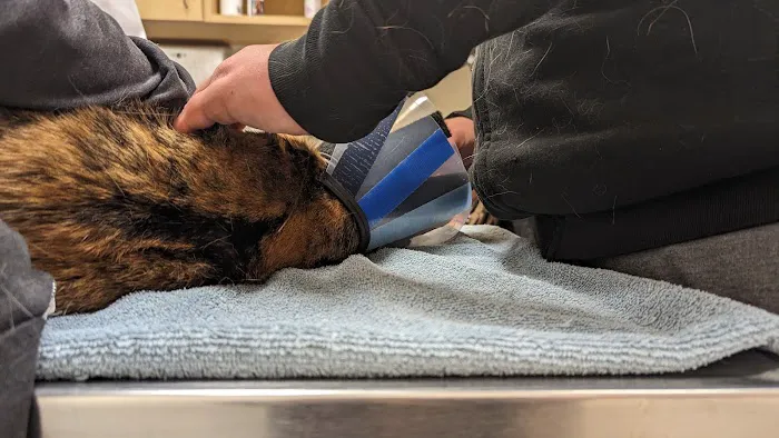 VCA Gwynedd Animal Hospital Picture 10