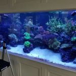 Greenwich Aquaria