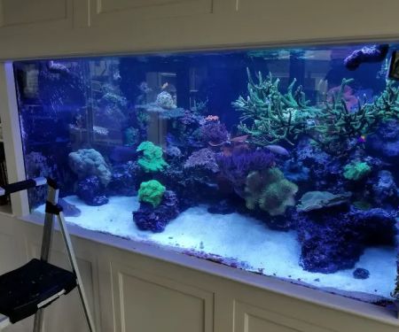 Greenwich Aquaria