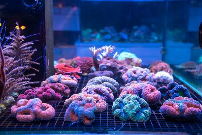 Greenwich Aquaria Picture 5