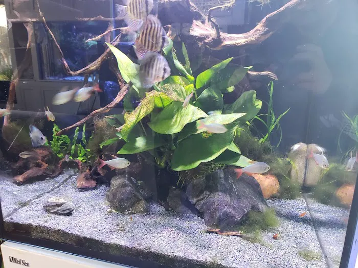 Greenwich Aquaria Picture 8