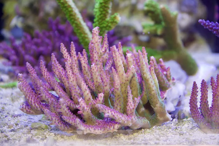 Greenwich Aquaria Picture 7