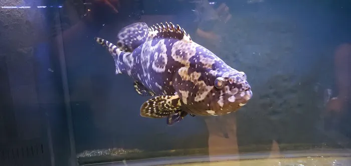 Aquarium Design Network Picture 2