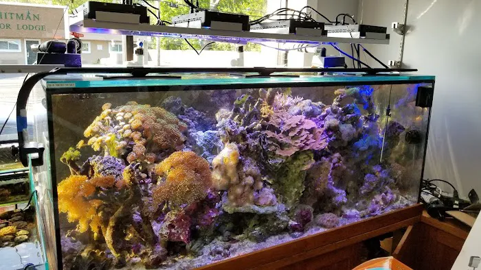 Aquarium Design Network Picture 3