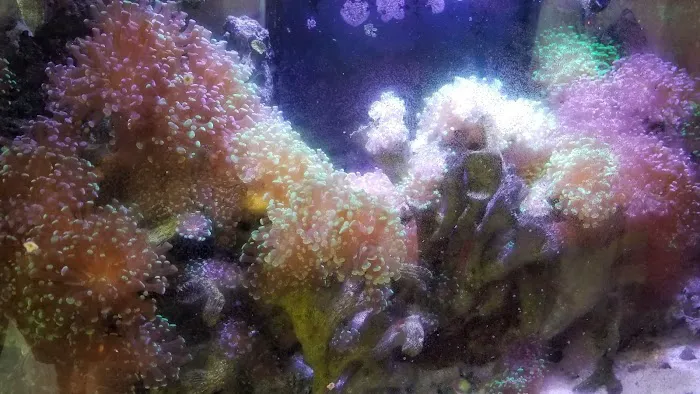 Aquarium Design Network Picture 10