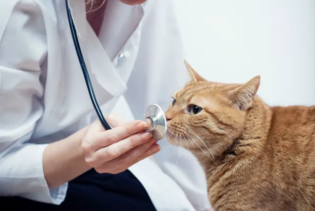 Colmar Veterinary Hospital Picture 3