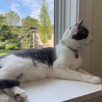 Colmar Veterinary Hospital ico