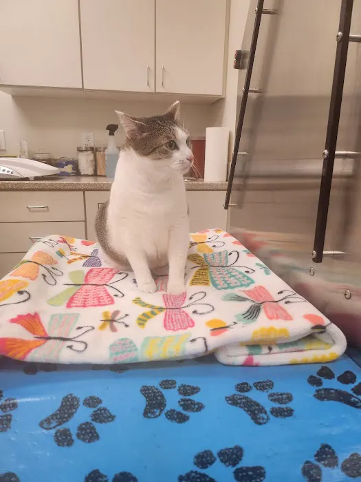 Colmar Veterinary Hospital Picture 8