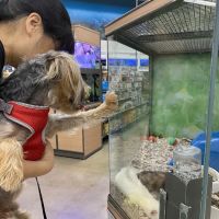 Petco ico