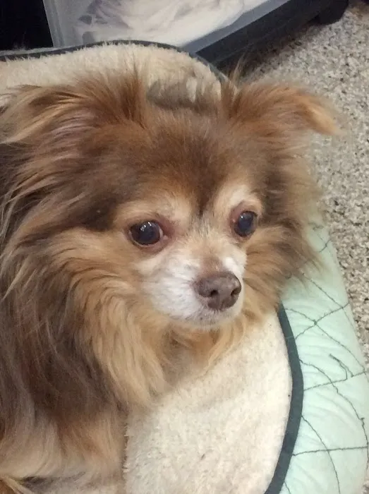 Central Veterinary Center Picture 4