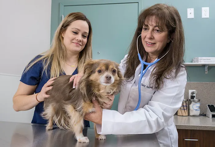Central Veterinary Center Picture 5