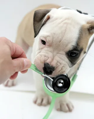 Central Veterinary Center Picture 3