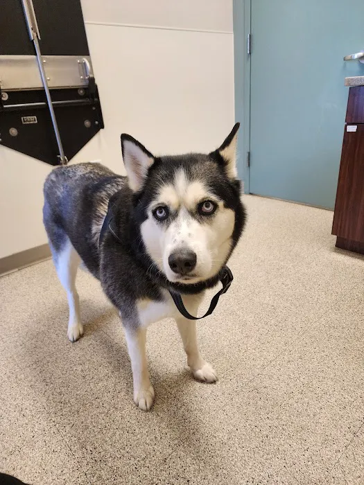 Central Veterinary Center Picture 7