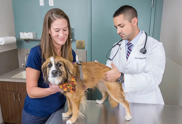 Central Veterinary Center Picture 10