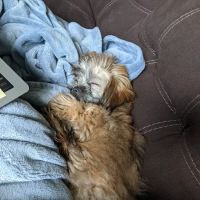 Puppy Palace ico