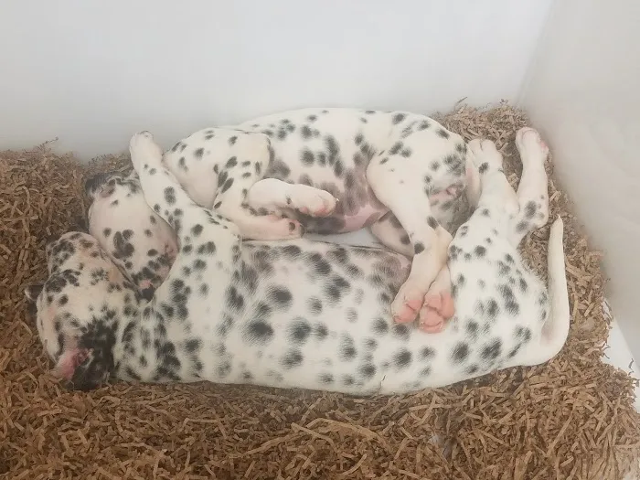Puppy Palace Picture 2