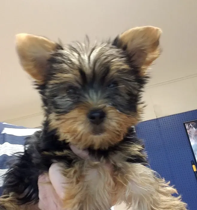 Puppy Palace Picture 3