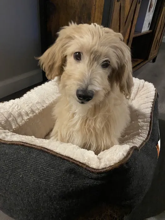Puppy Palace Picture 6