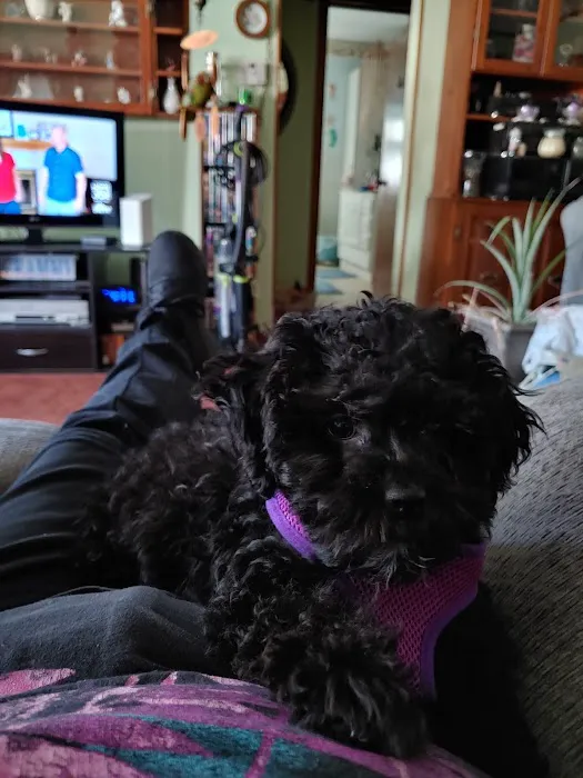 Puppy Palace Picture 9