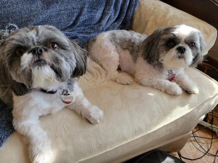 Puppy Palace Picture 8