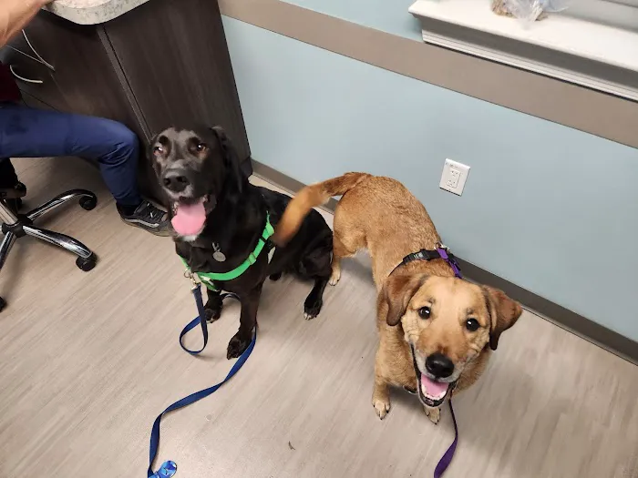 North Penn Animal Hospital Picture 5