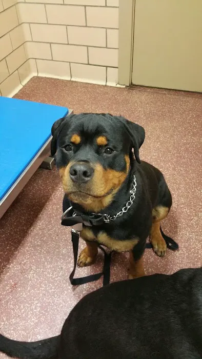 North Penn Animal Hospital Picture 10