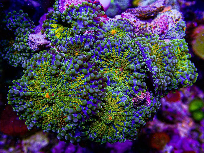 Ultimate Corals Picture 3