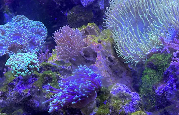 Ultimate Corals Picture 1