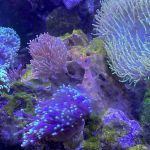 Ultimate Corals