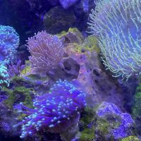 Ultimate Corals ico