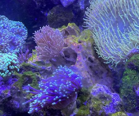 Ultimate Corals