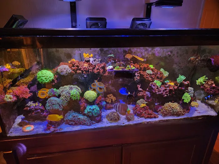Ultimate Corals Picture 2