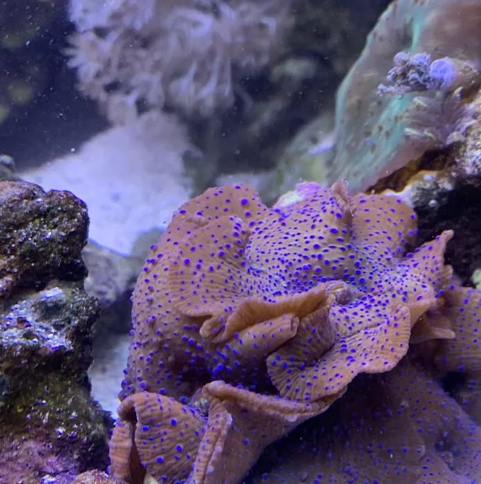 Ultimate Corals Picture 5