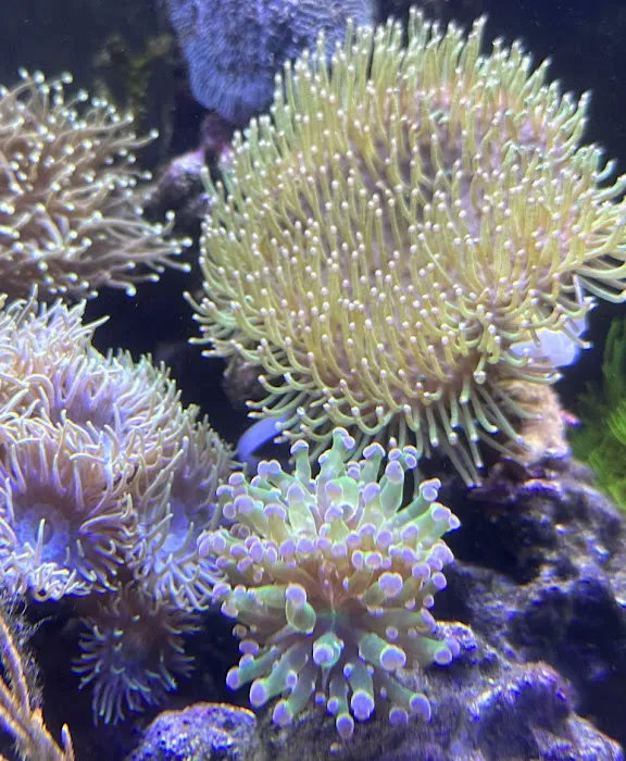 Ultimate Corals Picture 4