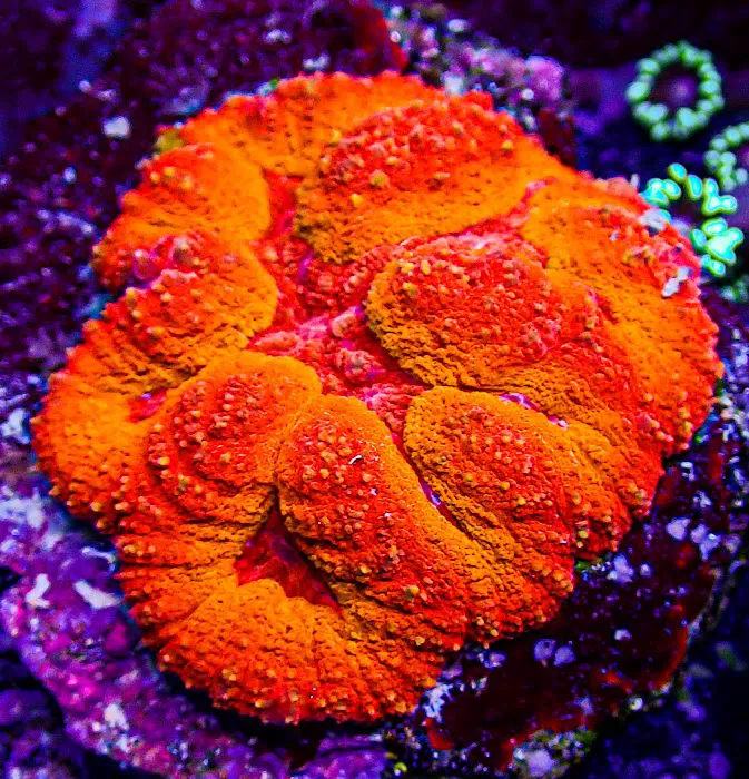 Ultimate Corals Picture 6