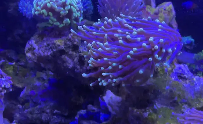 Ultimate Corals Picture 7