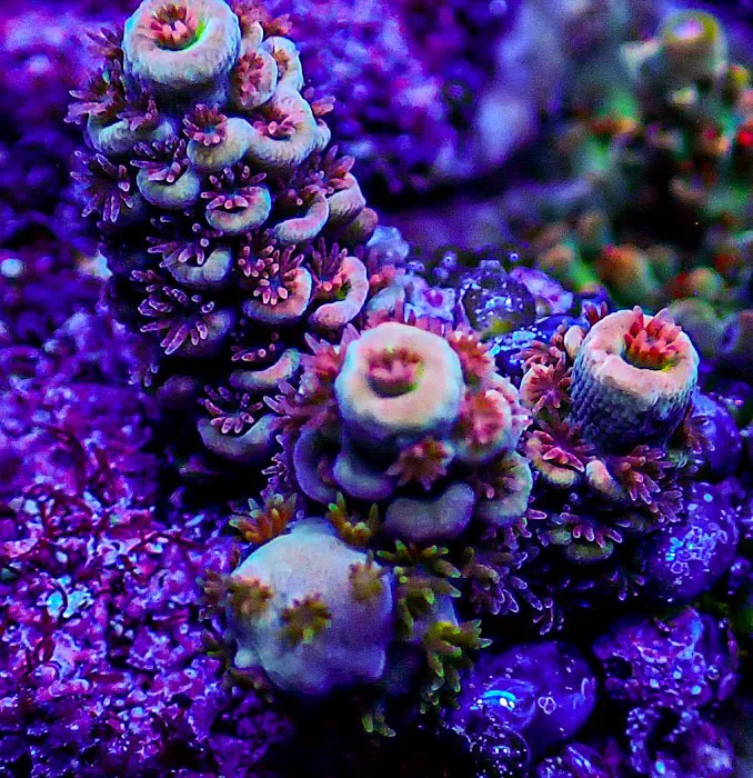 Ultimate Corals Picture 9