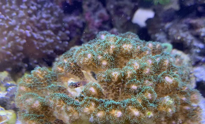 Ultimate Corals Picture 8