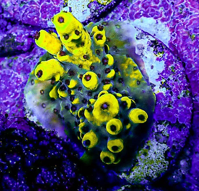 Ultimate Corals Picture 10